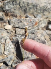 Carex petasata