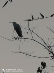 Egretta garzetta