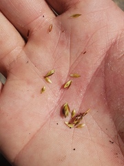 Carex petasata