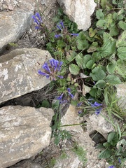 Dracocephalum rupestre