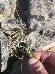 Carex petasata