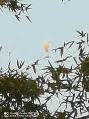Egretta garzetta