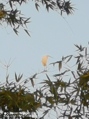 Egretta garzetta