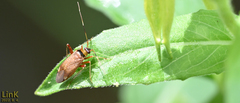 Adelphocoris triannulatus