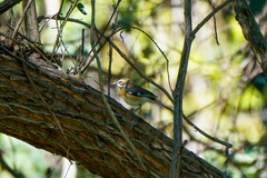 Cercotrichas quadrivirgata