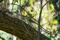 Cercotrichas quadrivirgata