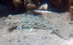 Macrodontogobius wilburi