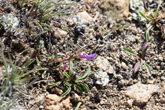Penstemon heterodoxus heterodoxus