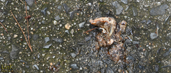 Nesiohelix samarangae