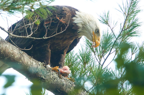 Bald Eagle photographed in New Hampshire