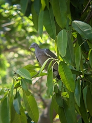 Columba palumbus