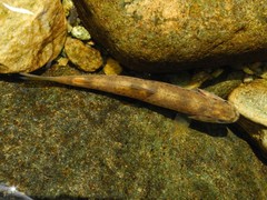 Salmo marmoratus