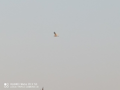 Egretta garzetta
