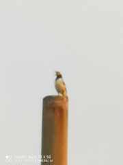 Gracupica nigricollis