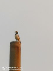 Gracupica nigricollis