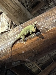 Ailuronyx seychellensis