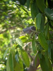 Columba palumbus