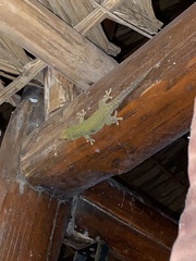 Ailuronyx seychellensis