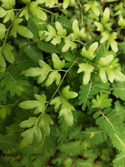 Lygodium japonicum