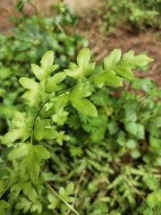 Lygodium japonicum