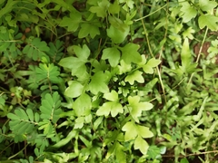 Lygodium japonicum