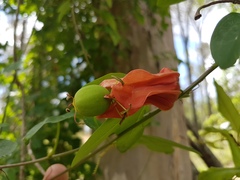 Passiflora aurantia aurantia