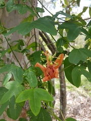 Passiflora aurantia aurantia