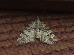 Hydriomena speciosata