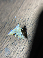 Neocataclysta magnificalis