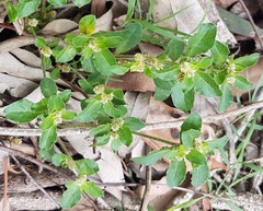Alternanthera nana