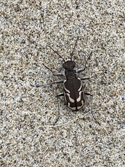 Cicindela bellissima