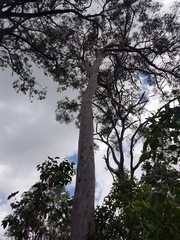 Angophora leiocarpa
