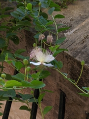 Capparis spinosa