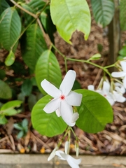 Kopsia singapurensis