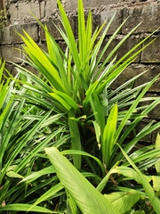Pandanus amaryllifolius