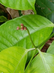 Kopsia singapurensis