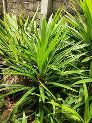 Pandanus amaryllifolius