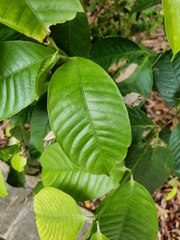 Kopsia singapurensis