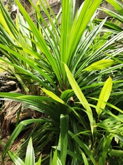Pandanus amaryllifolius