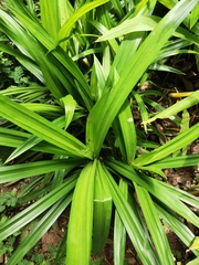 Pandanus amaryllifolius