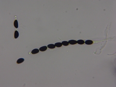 Xylaria ellisii