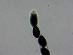 Xylaria ellisii