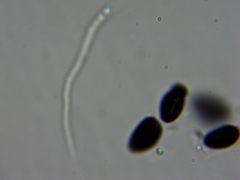 Xylaria ellisii