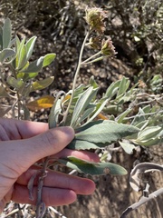 Eriodictyon traskiae smithii