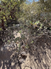 Eriodictyon traskiae smithii