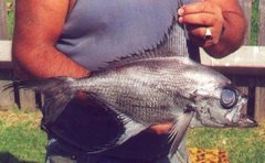 Rough Pomfret photo 2