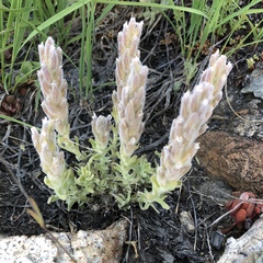 Castilleja schizotricha