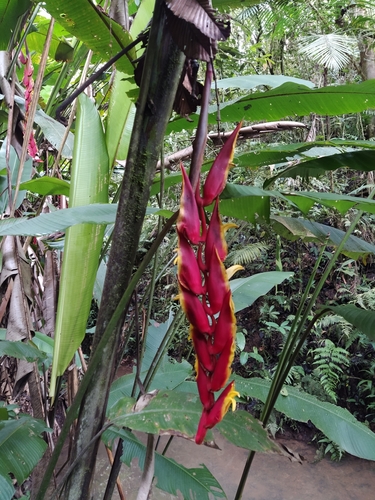 Heliconia abaloi · iNaturalist