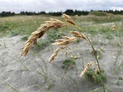 Poa macrantha