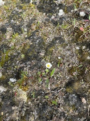 Chrysanthemum integrifolium